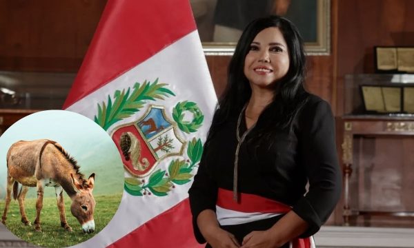 Perú exportará carne de burro a China