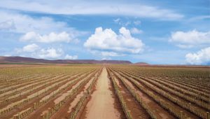"La inversión en terrenos productivos en Perú evolucionará positivamente"